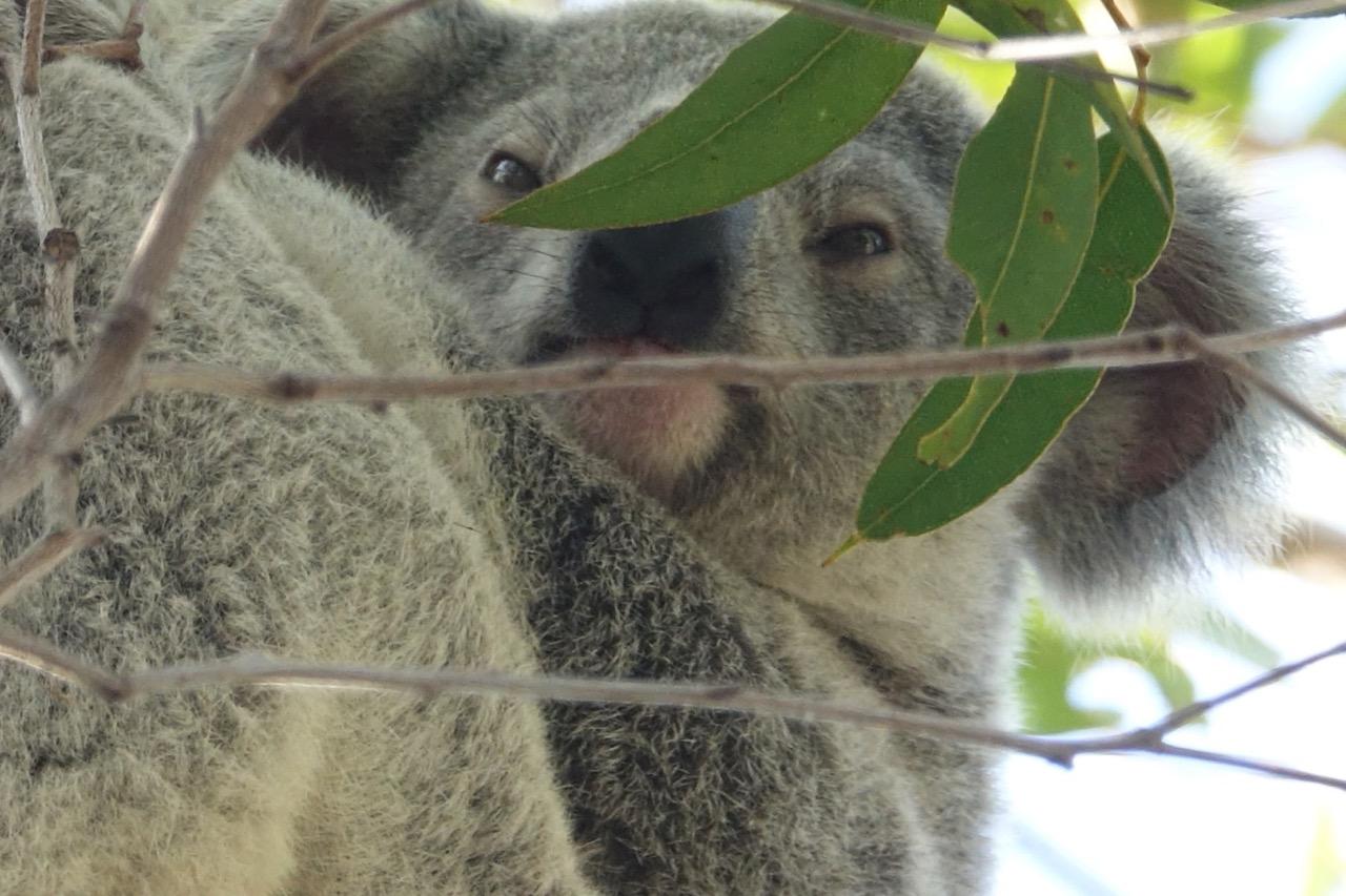 A sweet koala bear baby