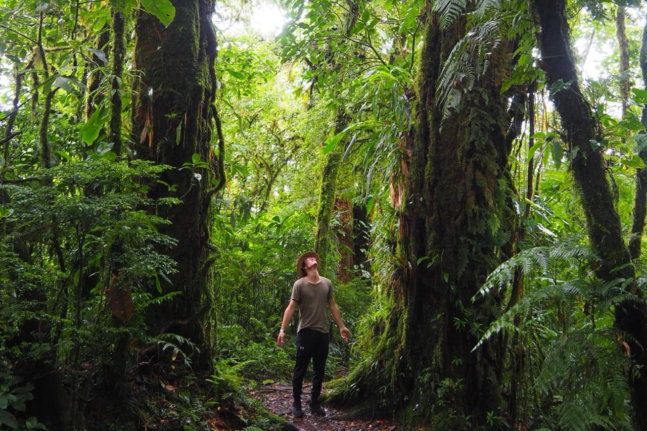 Looking at the enormous trees in a rainforest